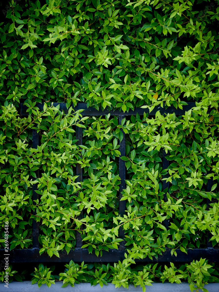 garden plants for wall garden plants for wall