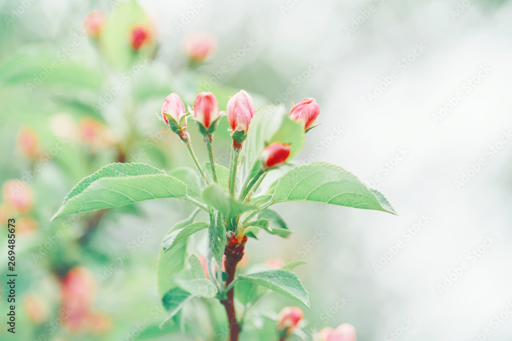 Beautiful macro of pink red small wild apple cherry buds on tree branches with light green leaves. Pale faded pastel tones. Amazing spring nature. Natural floral background with copyspace. Beautiful macro of pink red small wild apple cherry buds on tree branches with light green leaves. Pale faded pastel tones. Amazing spring nature. Natural floral background with copyspace.
