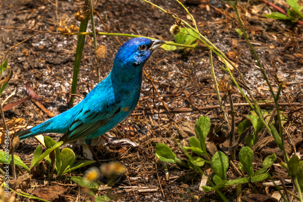 Naklejka premium Blue bird