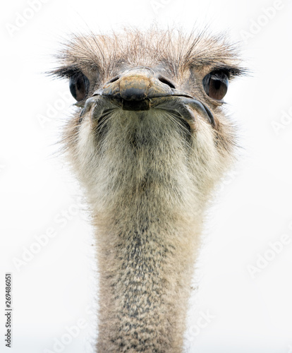 An ostrich head closeup front on showing its large eyes and beak. 