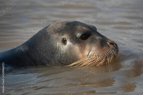 Bearded seal close up