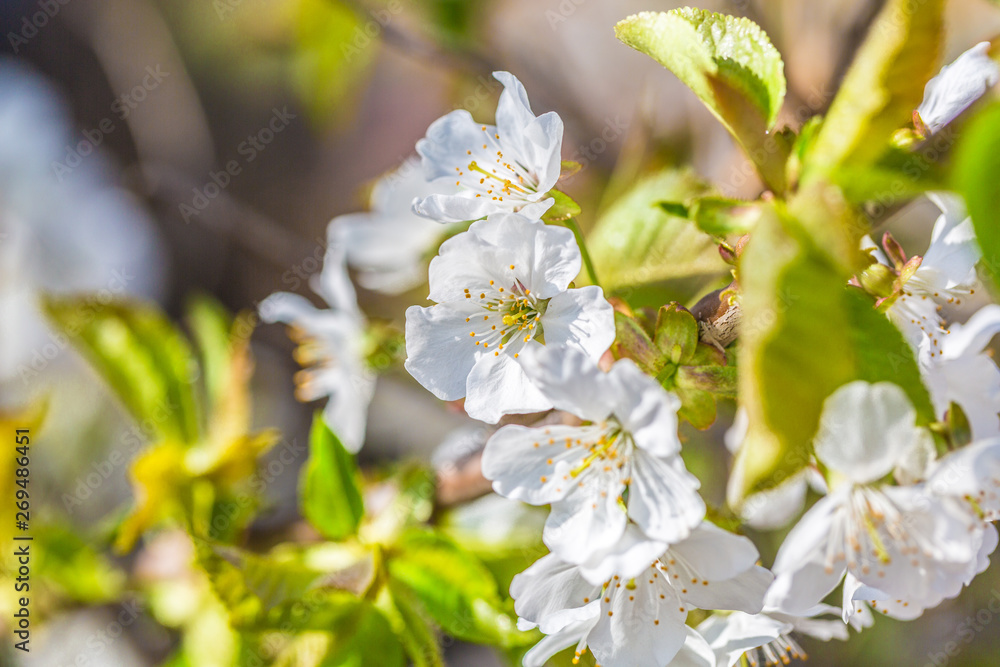Obraz premium Spring outdoors, blooming white cherry flowers