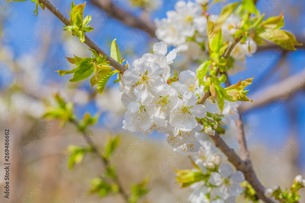 Spring outdoors, blooming white cherry flowers