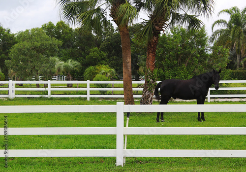 Horse in Paddock
