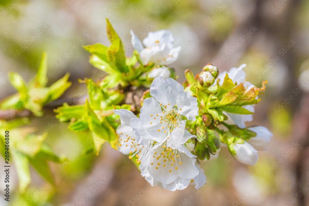 Fototapeta premium Spring outdoors, blooming white cherry flowers