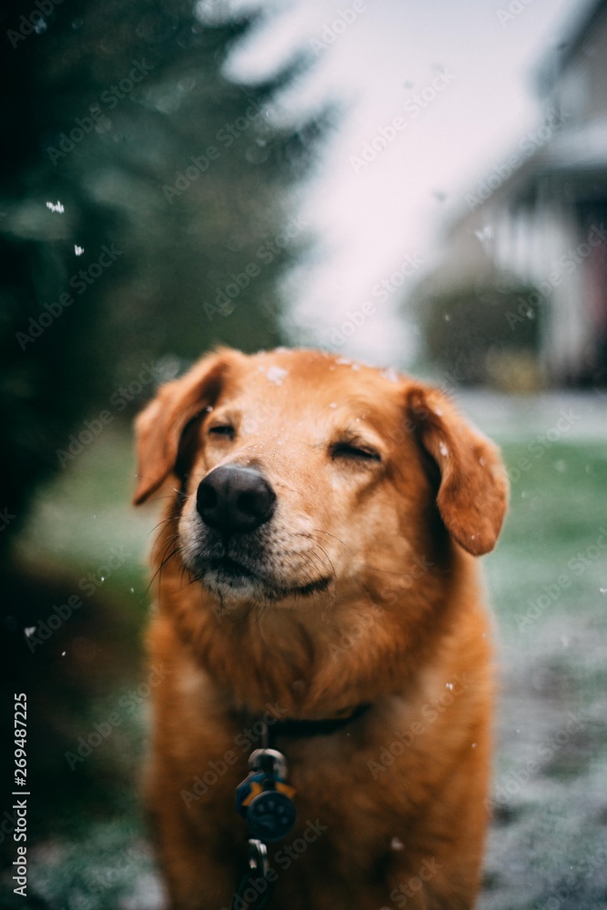 dog snow dog snow