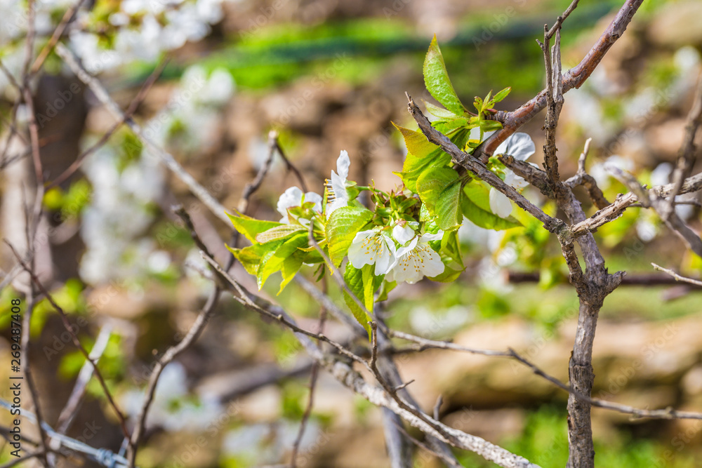 Spring outdoors, blooming white cherry flowers Spring outdoors, blooming white cherry flowers