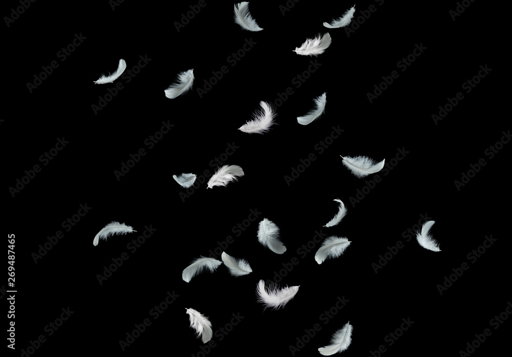 white feathers falling down in the air. isolated on black background. white feathers falling down in the air. isolated on black background.