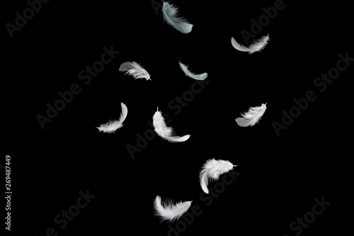 feather abstract background. white feathers falling down in the dark.