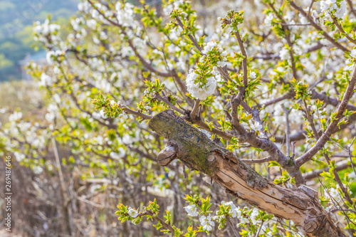 Spring outdoors  blooming white cherry flowers