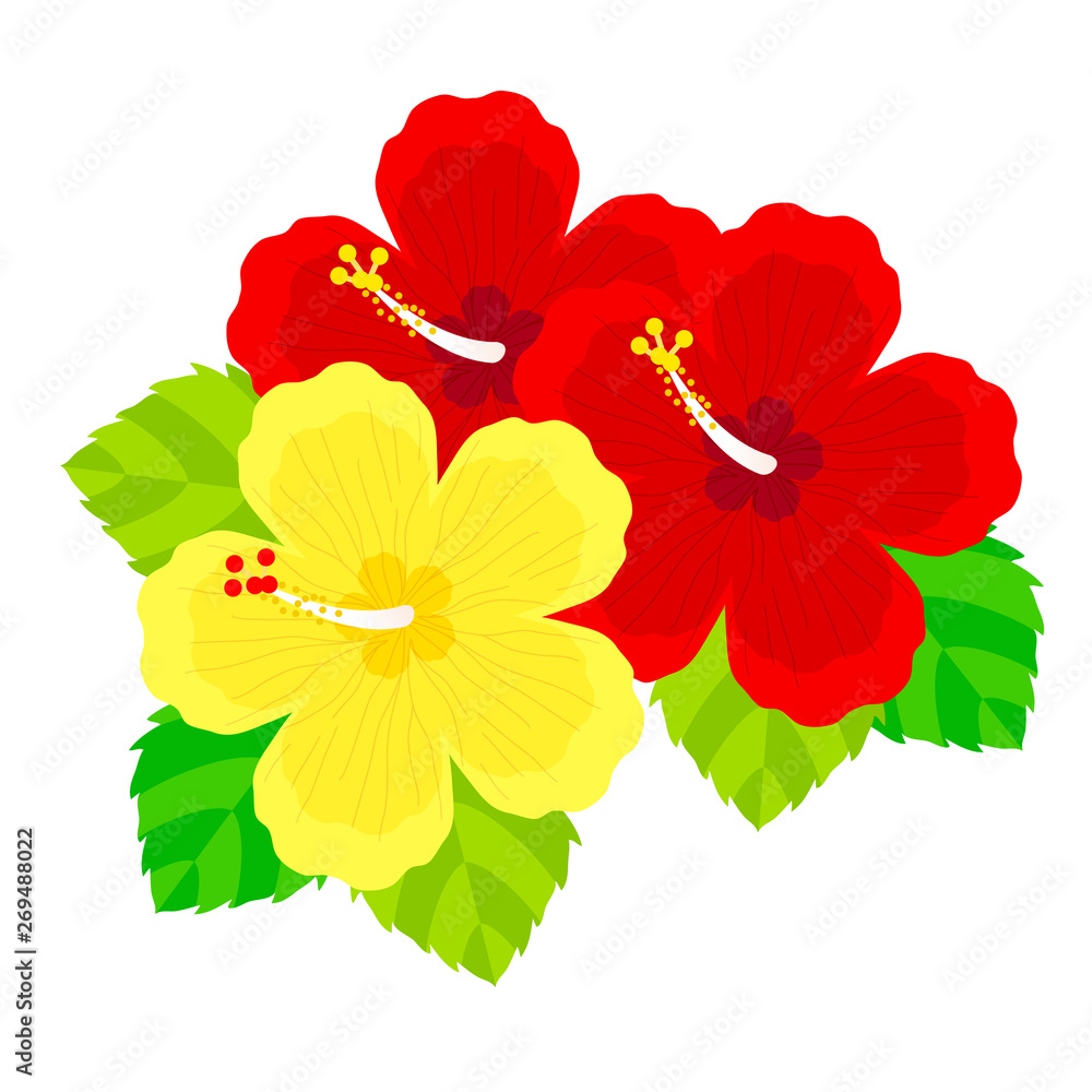 ハイビスカスの花のイラスト素材 Stock Vector Adobe Stock