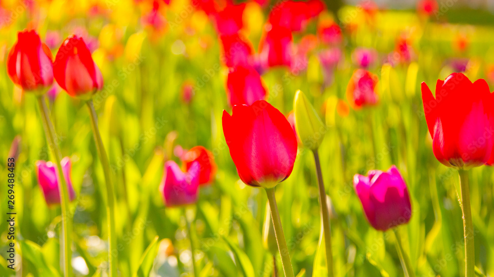Multicolored tulips in the park, on the lawn. Symbol of love and theft. According to Feng Shui, tulips symbolize the beginning, the birth of something new. Incredibly beautiful flowers! A stunning pal Multicolored tulips in the park, on the lawn. Symbol of love and theft. According to Feng Shui, tulips symbolize the beginning, the birth of something new. Incredibly beautiful flowers! A stunning pal