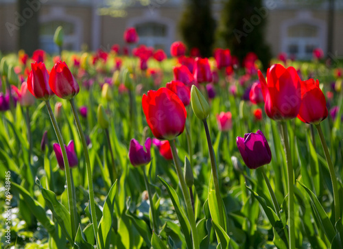 Multicolored tulips in the park  on the lawn. Symbol of love and theft. According to Feng Shui  tulips symbolize the beginning  the birth of something new. Incredibly beautiful flowers  A stunning pal
