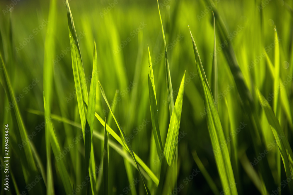 Rice on field. Green leaves background