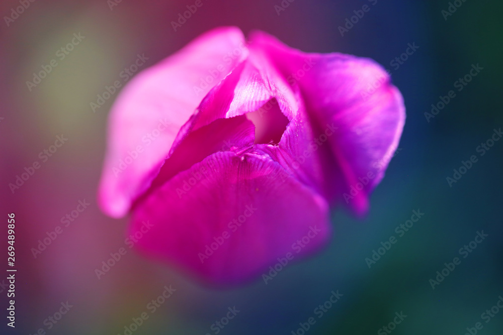 Photo background of beautiful lilac tulip