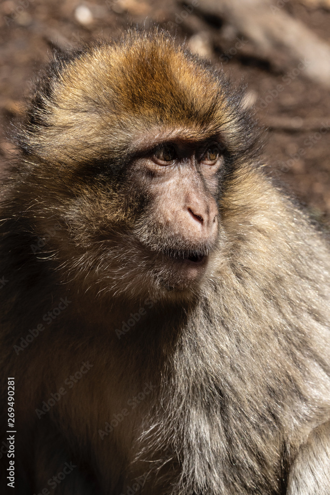 Berber Monkey of Morocco Berber Monkey of Morocco
