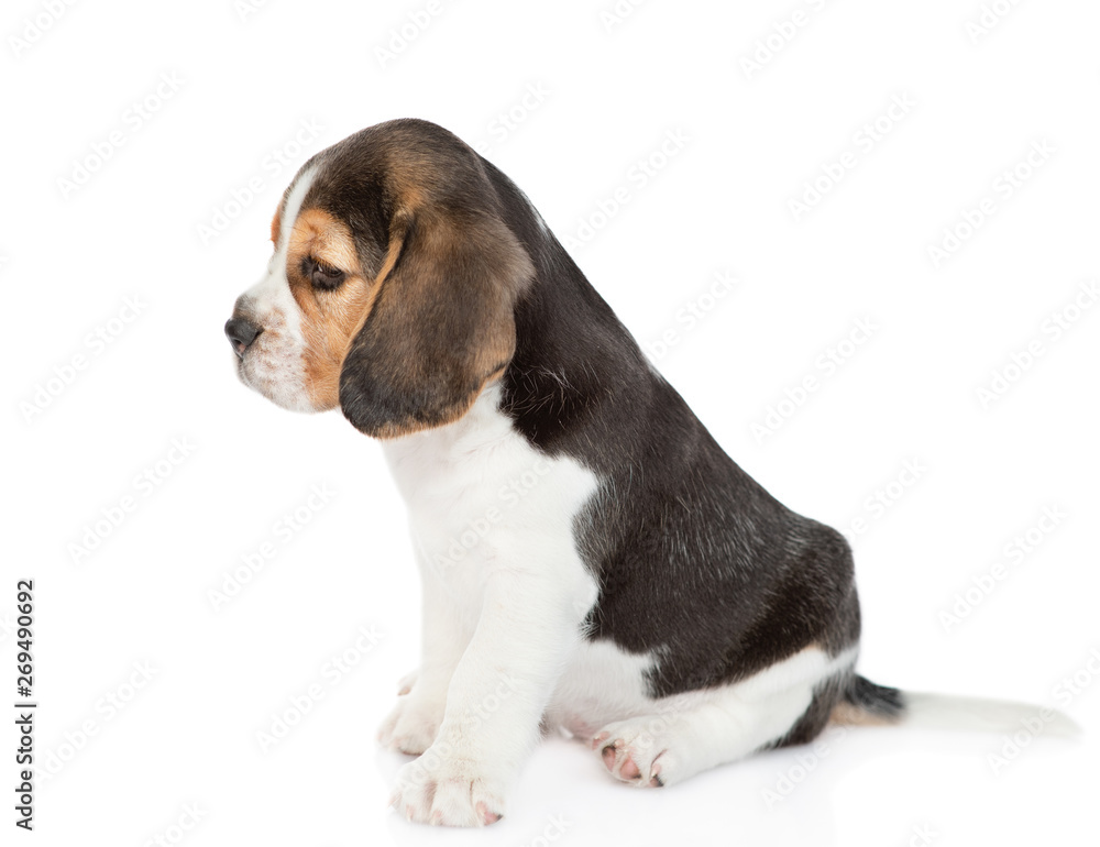 Little beagle puppy sitting in profile and looking away. isolated on white background