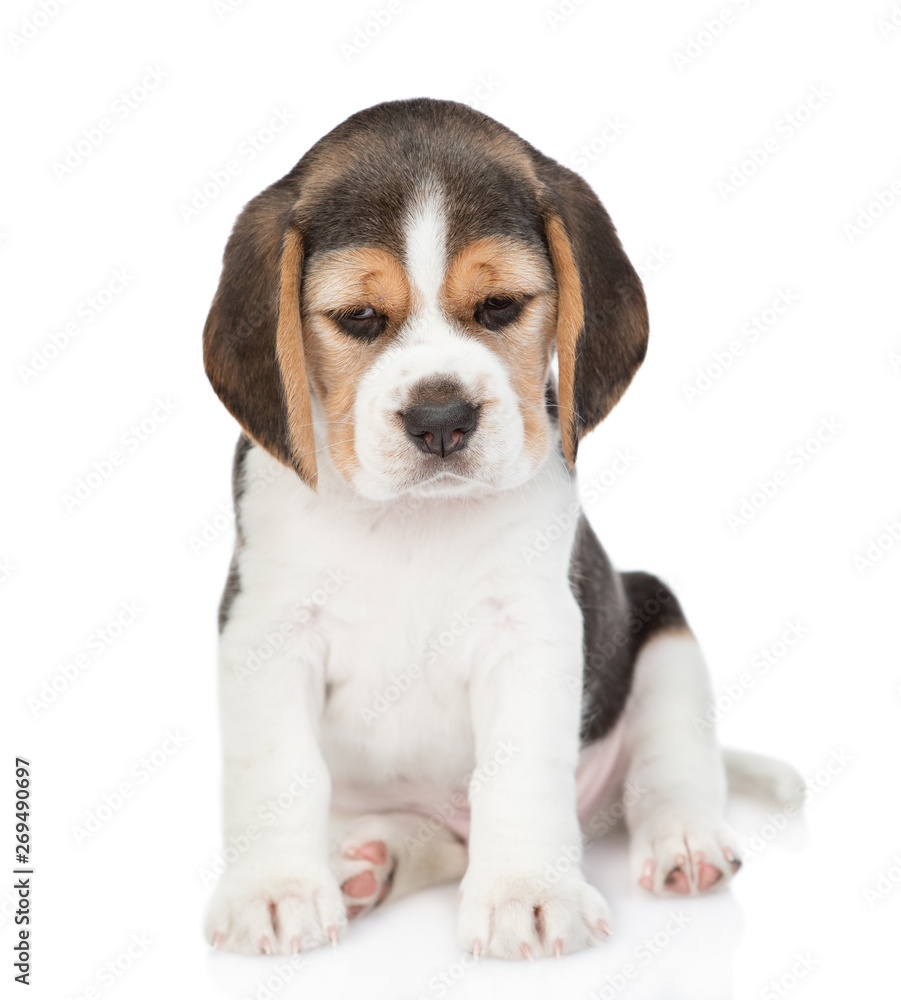 Beagle puppy sitting in front view and looking at camera. isolated on white background Beagle puppy sitting in front view and looking at camera. isolated on white background