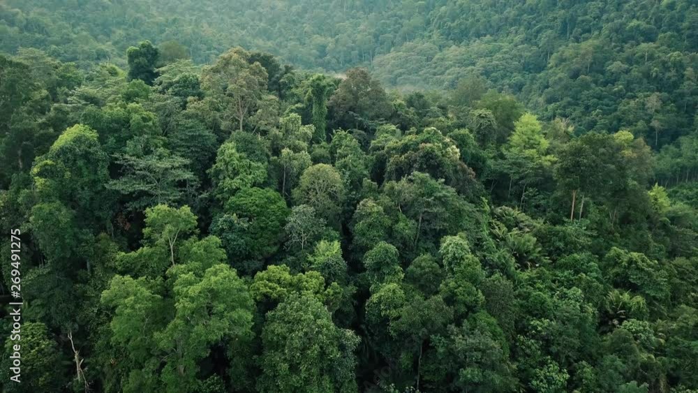 tropical rainforest drone shot in malaysia
