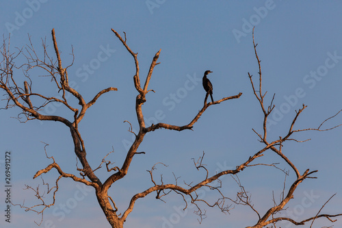 A black cormorant is on the dead tree in the morning with sunlight.