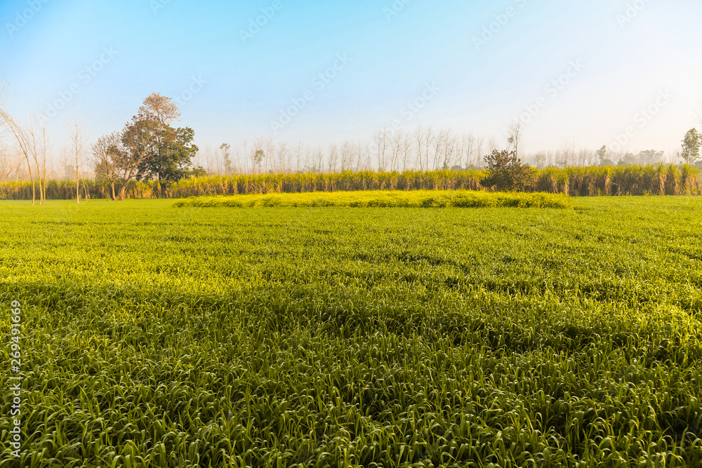 Scenic view of village field ranch farm india - blue sky background - image