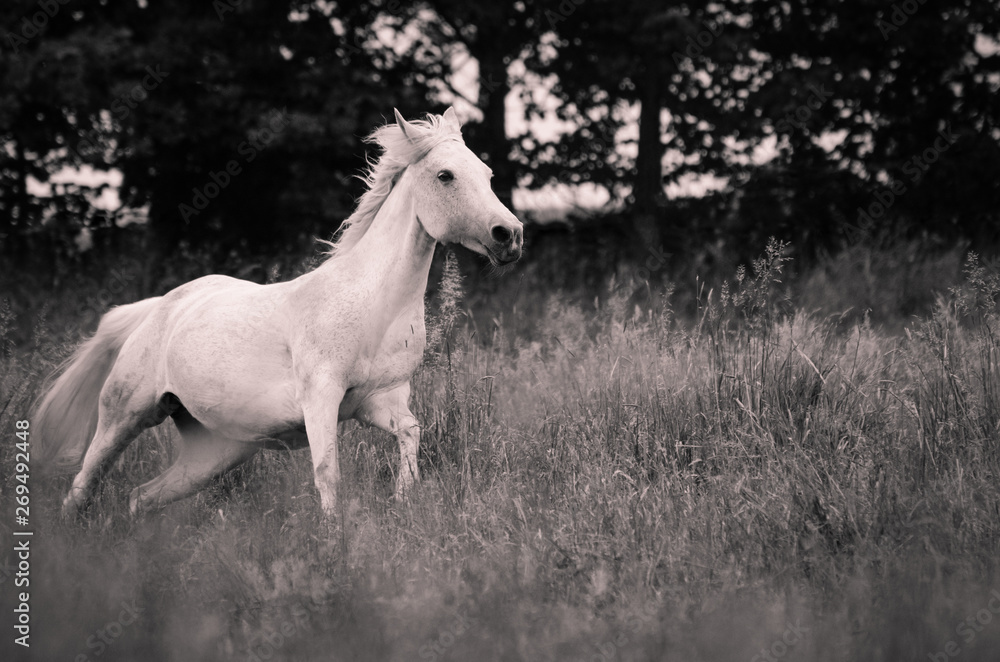 Ein weißes Pony galoppiert über die Wiese in schwarz/weiß