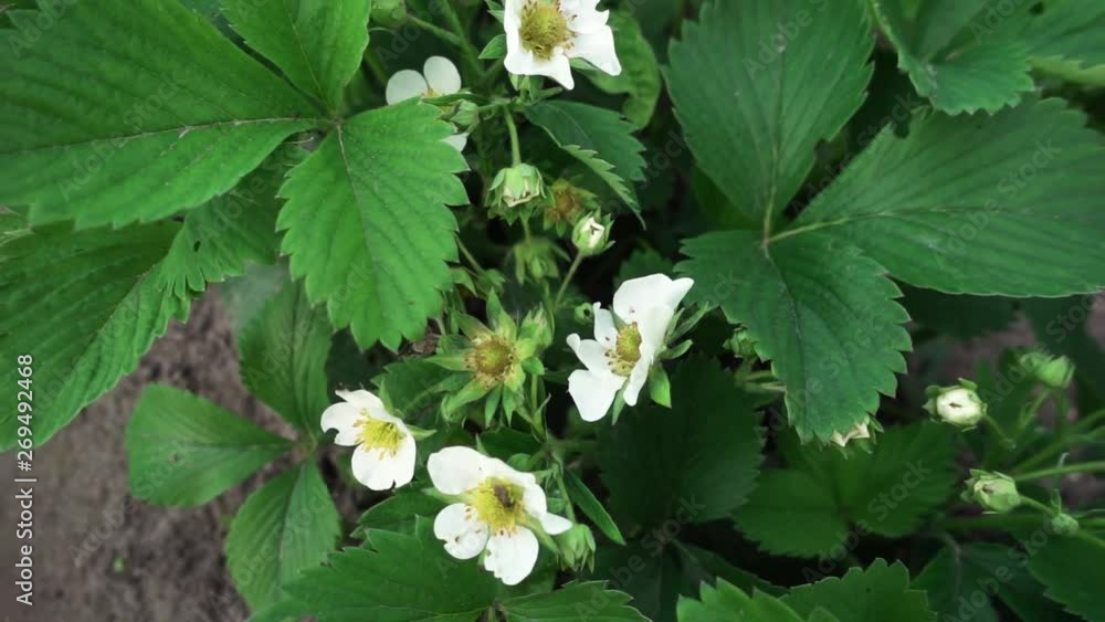 Strawberry bushes blooming, slow motion Strawberry bushes blooming, slow motion