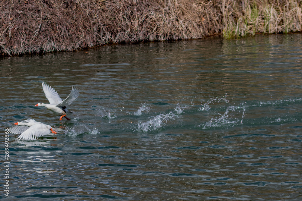 Obraz premium birds in flight