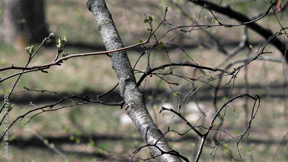 tree branch tree branch
