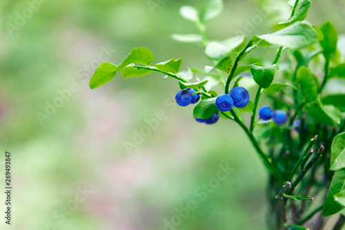 Shrubs with blueberry fruits in the forest