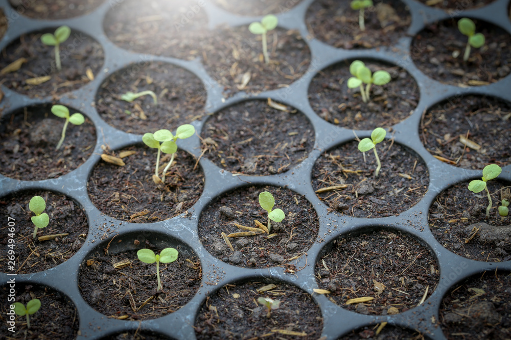 Planting the seedlings in the soil - Focus point. Planting the seedlings in the soil - Focus point.