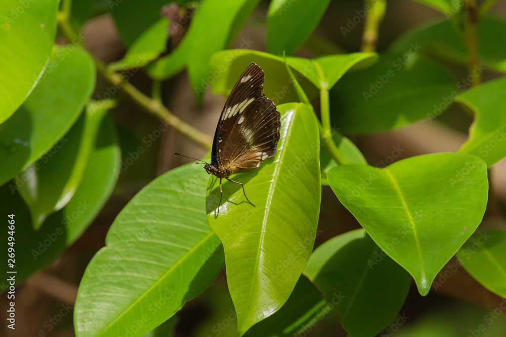 Butterfly on a green leaf in sunshine at a exotic tropical garden scene Butterfly on a green leaf in sunshine at a exotic tropical garden scene