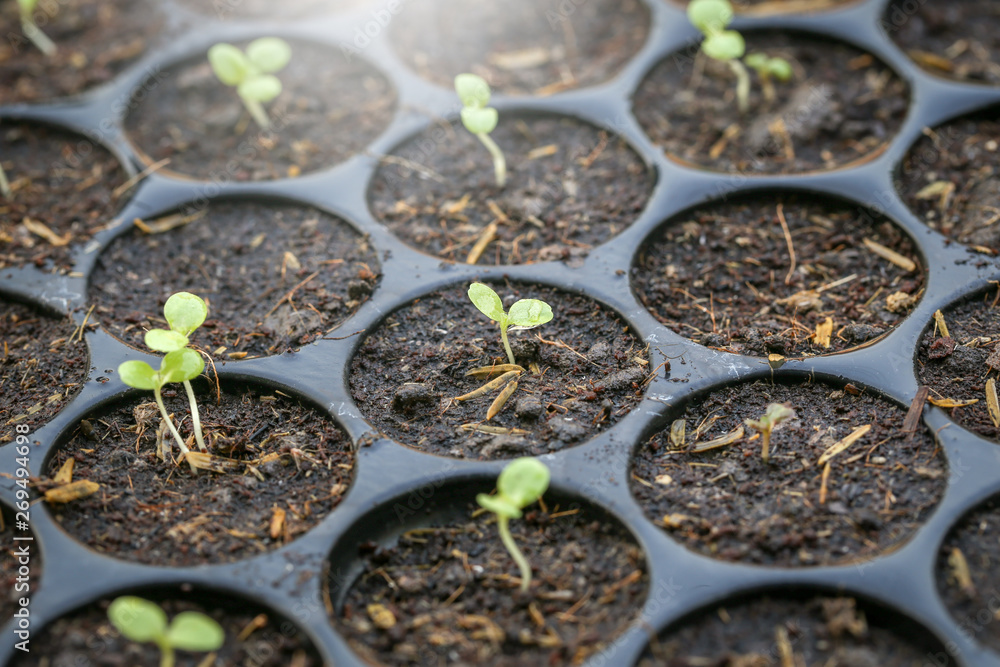 Planting the seedlings in the soil - Focus point. Planting the seedlings in the soil - Focus point.
