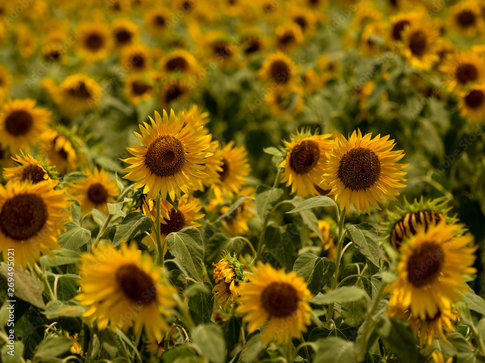 I took a picture of my neighborhood sunflower field I took a picture of my neighborhood sunflower field