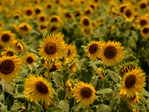 I took a picture of my neighborhood sunflower field