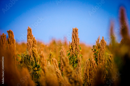 Quinua ,Quinoa photo