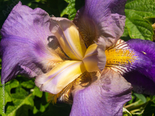Bearded Iris photo