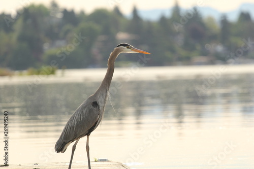 Great blue heron on a pier