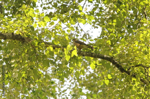 Cooper s hawk in a tree