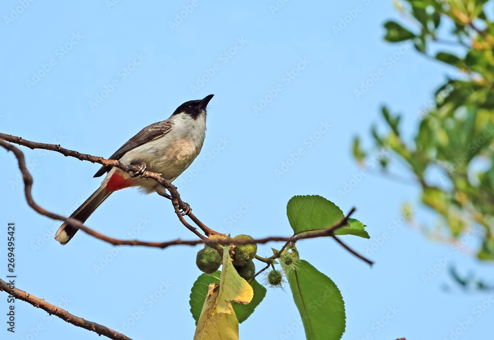 Close up Sooty-headed bulbul Bird Perched on Branch Isolated on Background Close up Sooty-headed bulbul Bird Perched on Branch Isolated on Background