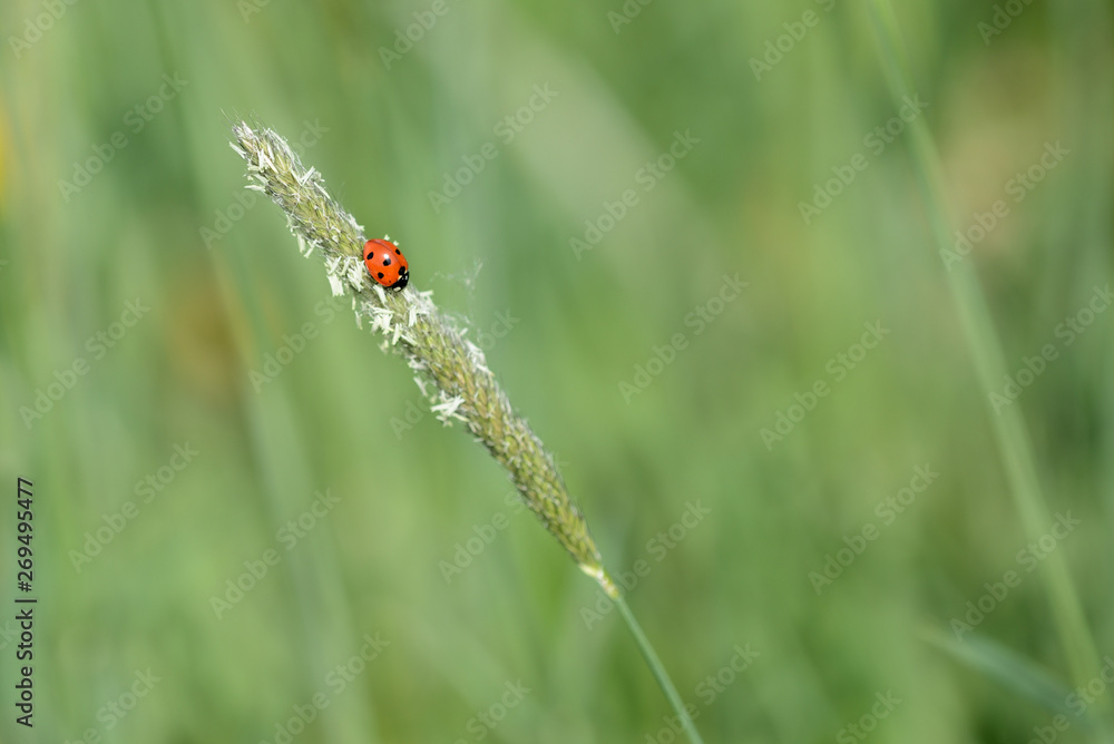 Ladybug on grass in a meadow on a sunny day close up Ladybug on grass in a meadow on a sunny day close up