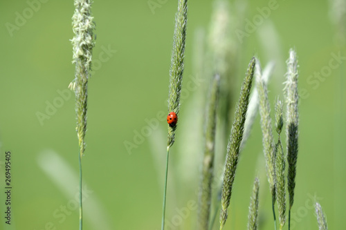 Ladybug on grass in a meadow on a sunny day close up