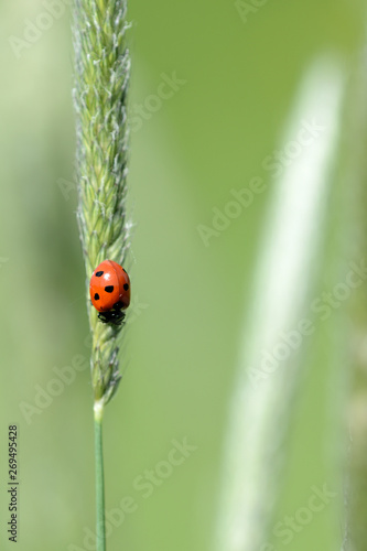 Ladybug on grass in a meadow on a sunny day close up © Talulla