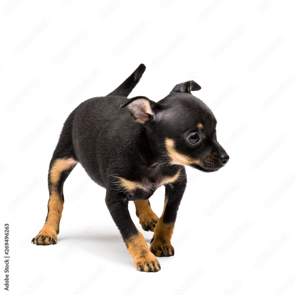 Russian toy terrier puppy isolated on a white background Russian toy terrier puppy isolated on a white background