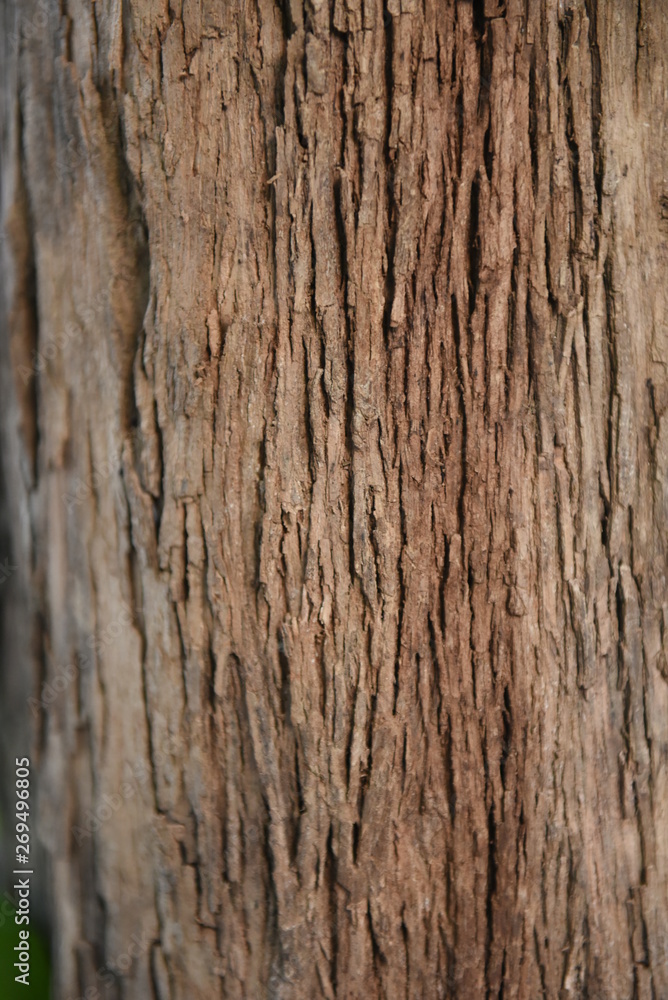 texture of wood and Brown bark surface