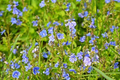 Beautiful blue forget-me-nots bloomed in the meadow.Springtime.