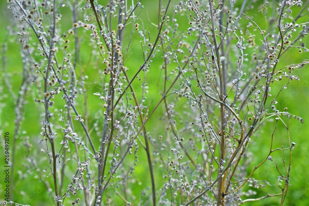 Beautiful dry branches on a green background. Beautiful dry branches on a green background.