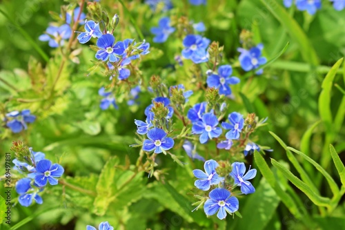 Beautiful blue forget-me-nots bloomed in the meadow.Springtime.