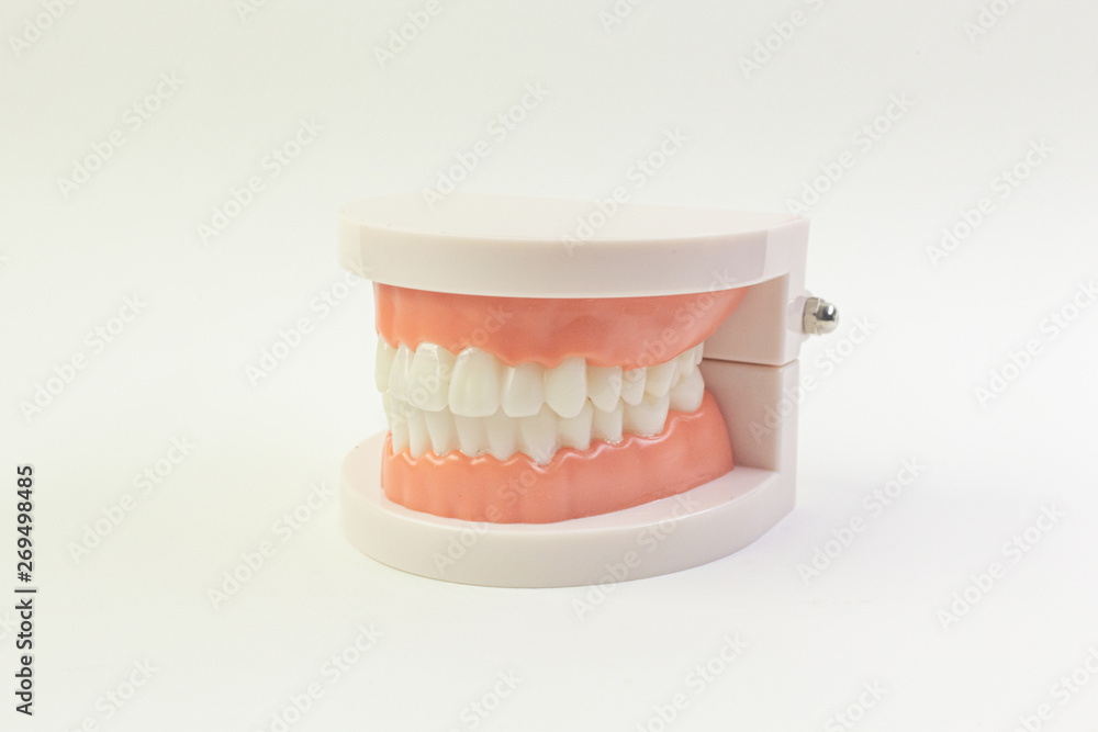 The Tooth model on white background for dental content. The Tooth model on white background for dental content.