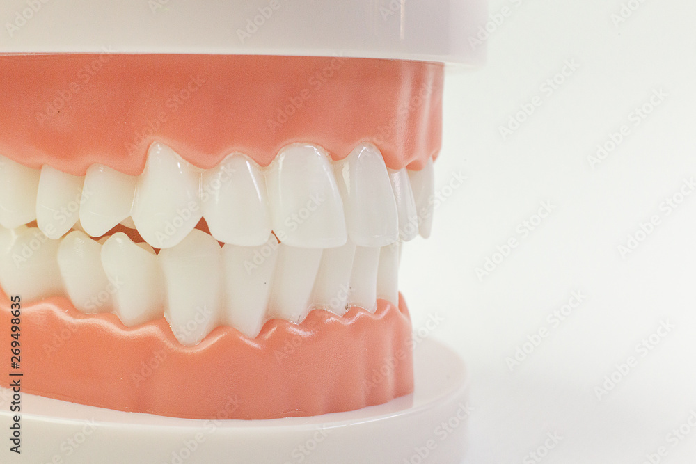 The Tooth model on white background for dental content. The Tooth model on white background for dental content.